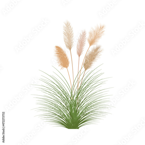 Set of pampas grass stems.Floral ornament elements in boho style.Planta seca para decoración, marco, fondo, impresión de tela, textil retro, papel tapiz.