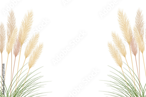 Set of pampas grass stems.Floral ornament elements in boho style.Planta seca para decoración, marco, fondo, impresión de tela, textil retro, papel tapiz.
