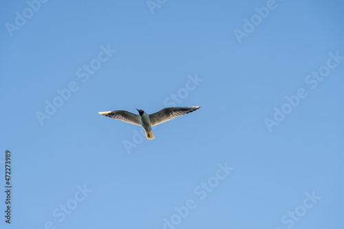 A seagull, soaring in the blue sky