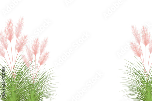 Set of pampas grass stems.Floral ornament elements in boho style.Planta seca para decoración, marco, fondo, impresión de tela, textil retro, papel tapiz.