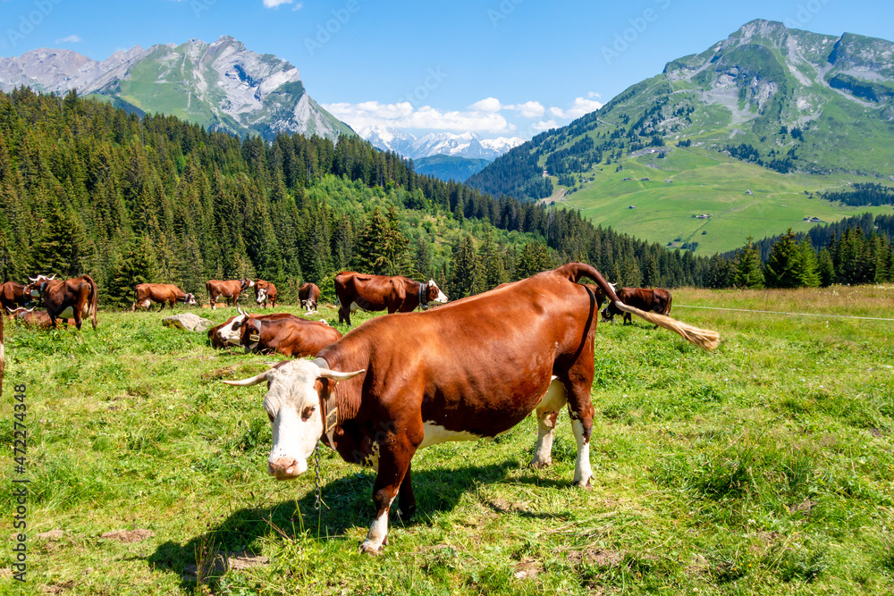 Cows in a mountain field. La Clusaz, France