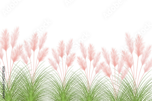 Set of pampas grass stems.Floral ornament elements in boho style.Planta seca para decoración, marco, fondo, impresión de tela, textil retro, papel tapiz.