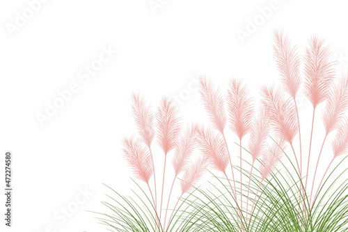 Set of pampas grass stems.Floral ornament elements in boho style.Planta seca para decoración, marco, fondo, impresión de tela, textil retro, papel tapiz.