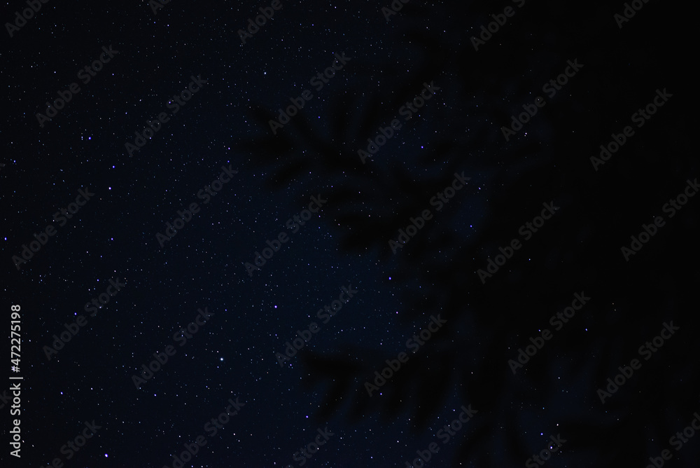 Tree branches on the background of the starry sky in disfocus
