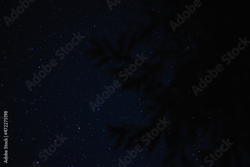 Obraz na płótnie Tree branches on the background of the starry sky in disfocus w salonie