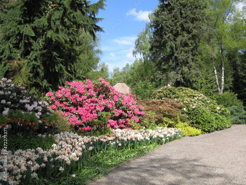 Fototapeta premium Rhododenron und Tulpen im Vogelpark Walsrode