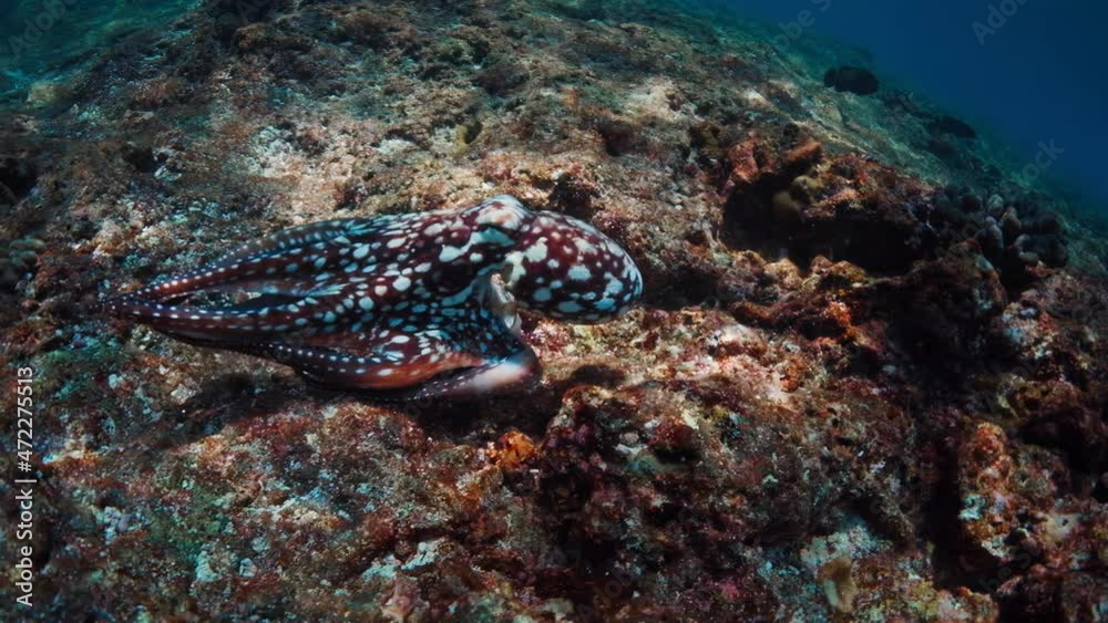 Octopus moves in the water. Octopus mimics on the reef bottom, ejects ink cloud and escapes Octopus moves in the water. Octopus mimics on the reef bottom, ejects ink cloud and escapes