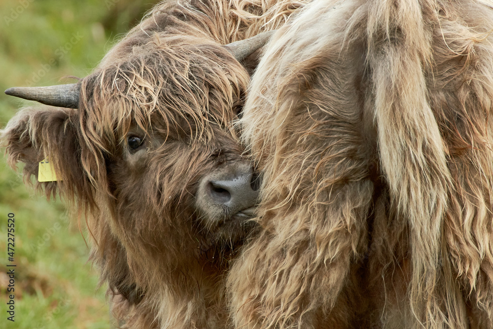 Close-up of a young Scottish highland cattle calf licking its long wet hair while looking at camera.