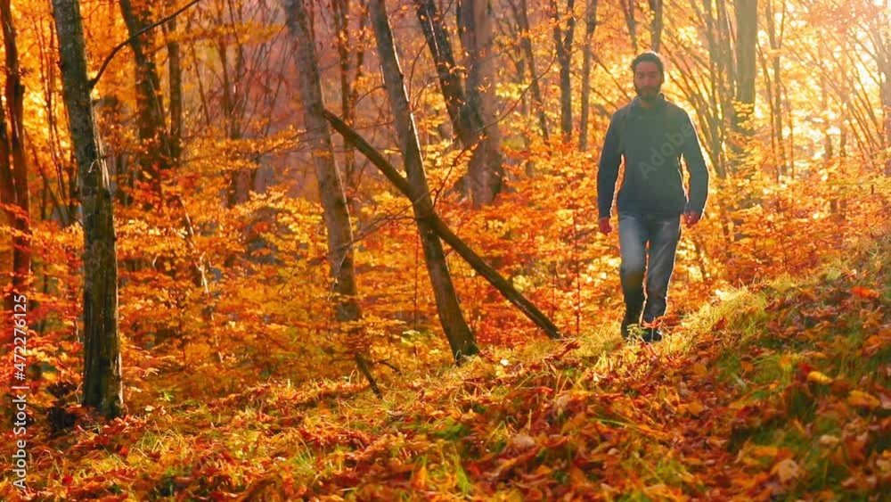 Man walks into the forest during autumn in evening light Man walks into the forest during autumn in evening light
