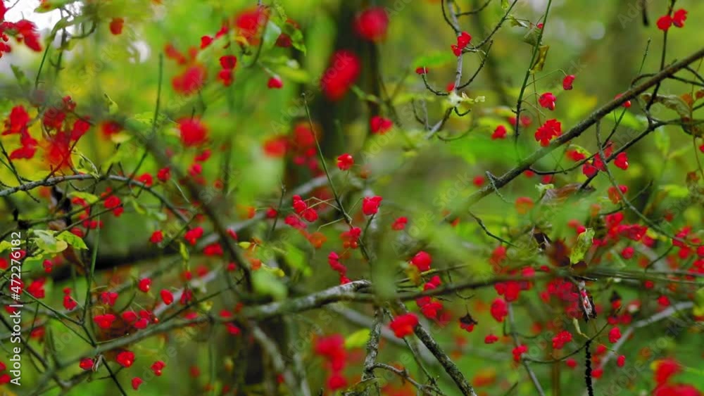 Red wild fruits with green leaves in evening light Red wild fruits with green leaves in evening light
