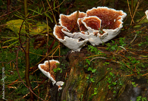 Fruiting bodies of the Root rot fungus Heterobasidion annosum on a tree stump in a forest