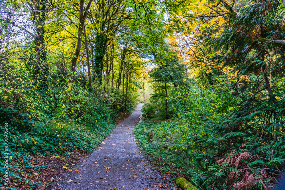 Fototapeta premium Washington Park Arboretum Autumn Path 3