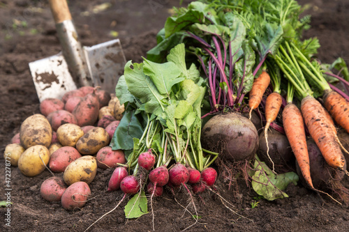 Harvesting organic fall vegetables. Autumn harvest of fresh raw carrot, beetroot and potatoes on soil in garden in sunlight
