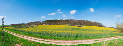 Spring rape field panorama