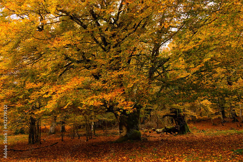 Beech forest in autumn, large beeches in Irati