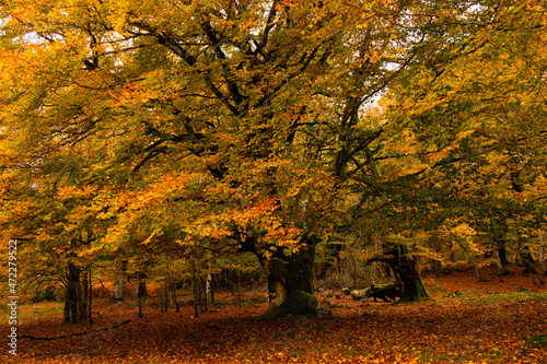 Beech forest in autumn, large beeches in Irati