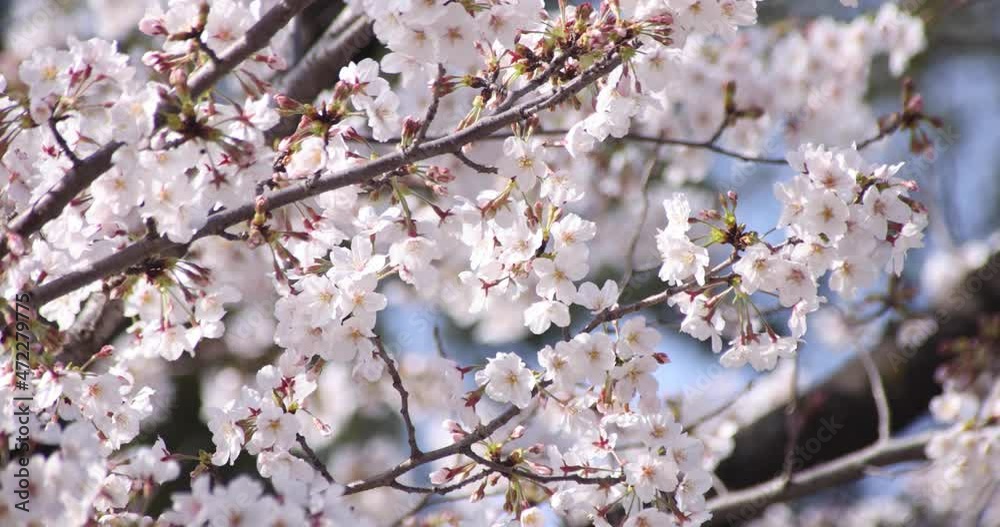 A slow motion of cherry blossom in Tokyo in spring season daytime close up