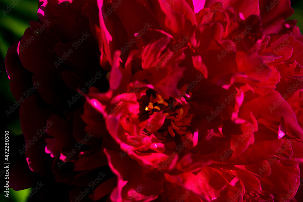 peony macro flower botanical blossom