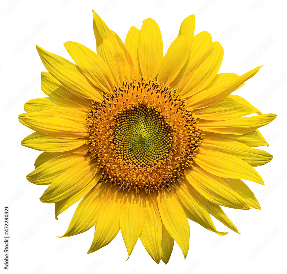 Fototapeta premium Blooming sunflower isolated on white background