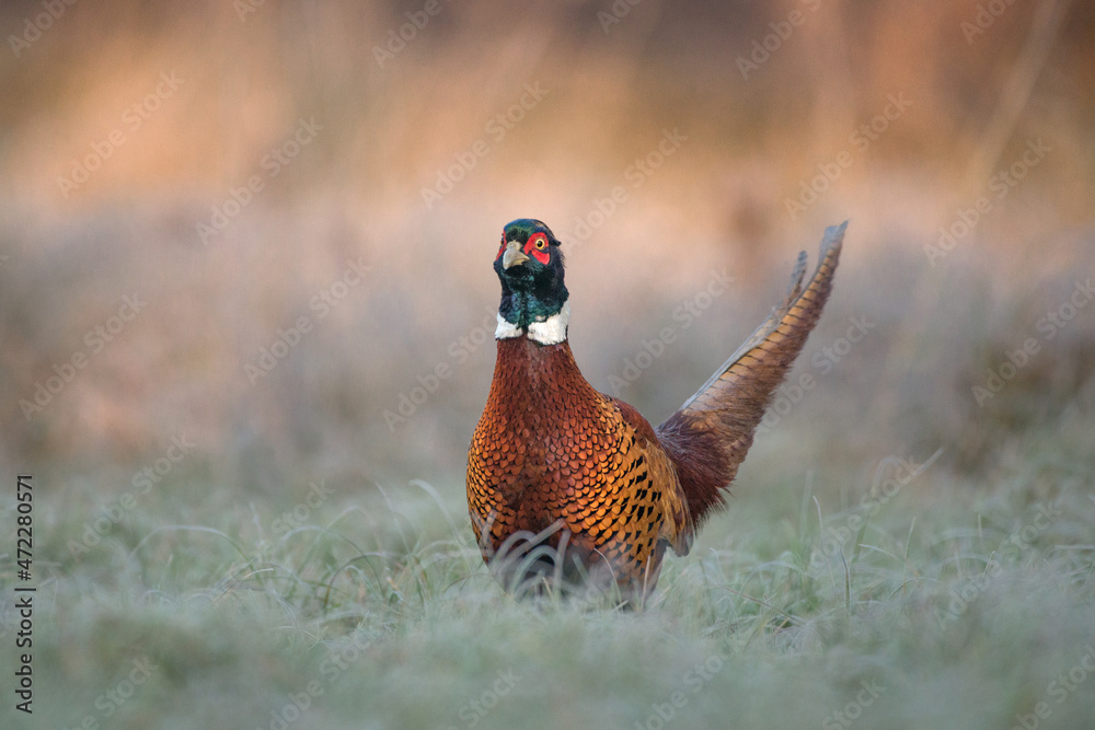 Fototapeta premium Ptak bażant na oszronionej łące o wschodzie słońca.