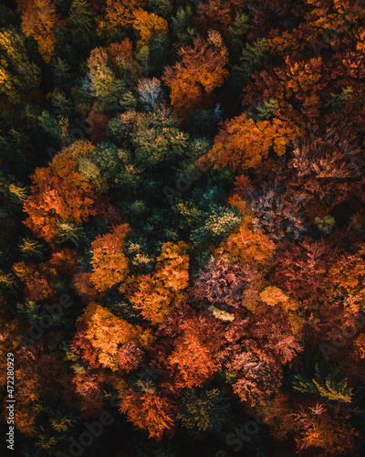 colorful forest in autumn aerial view