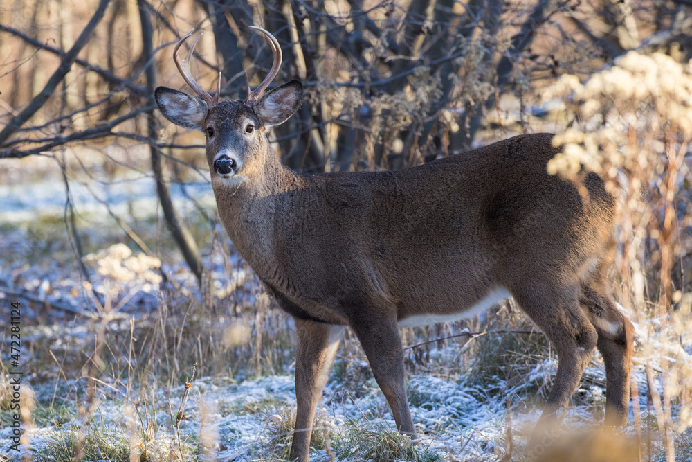 white tailed deer in rut white tailed deer in rut