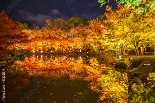 東寺の紅葉 夜間特別拝観