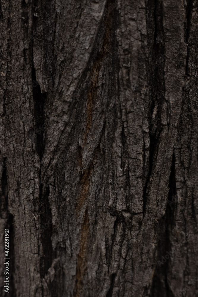 Obraz premium Tree texture