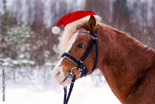 pony in a Christmas red cap in the snow in the woods 