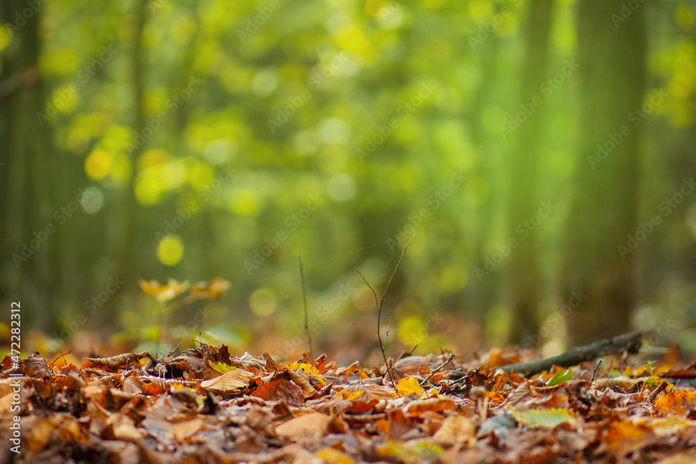 Leaves Falling From Tree Wallpaper