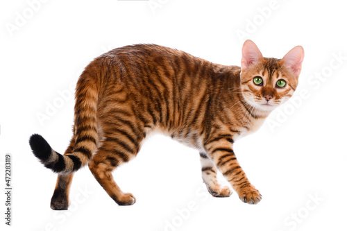 Foto Toyger cat stands on a white background