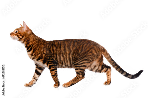 Fotografie Toyger cat stands on a white background
