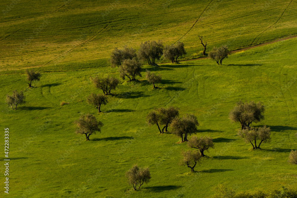 Fototapeta premium Cultivation of olive trees in Italy