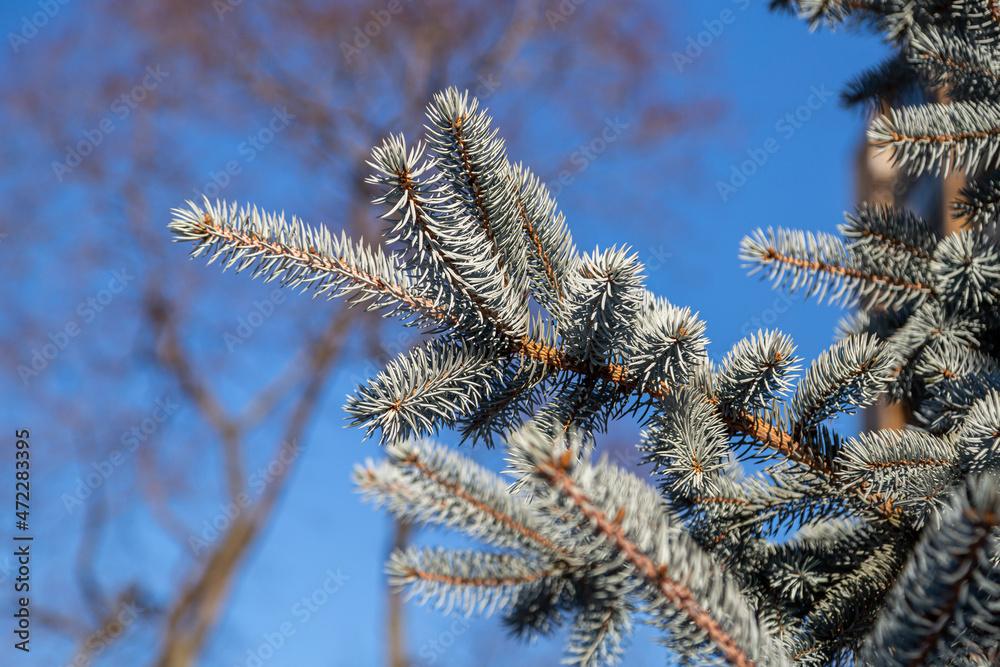 branch of blue spruce against the sky