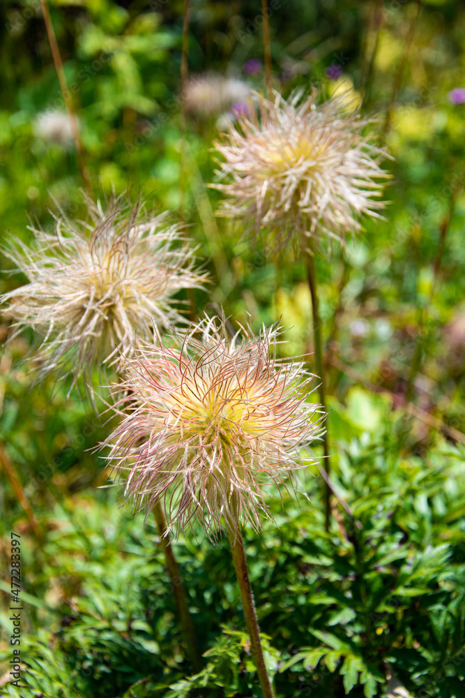 Vegetation and flora of the sorteny natural park in the middle of the pyrenees, Andorra, Catalonia, Europe Vegetation and flora of the sorteny natural park in the middle of the pyrenees, Andorra, Catalonia, Europe