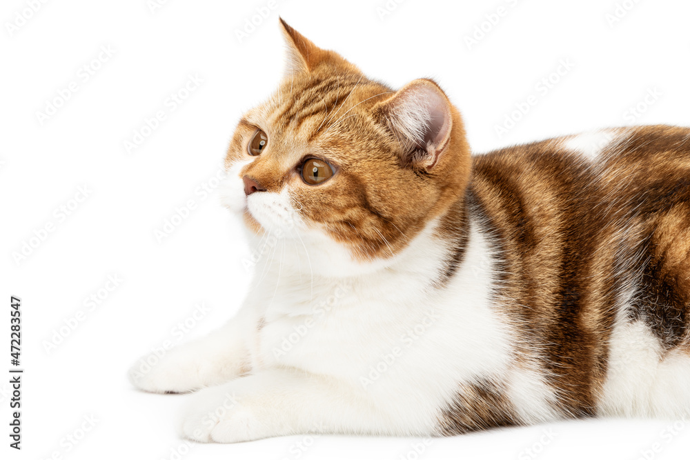 Fototapeta premium British cat lying on white background isolated