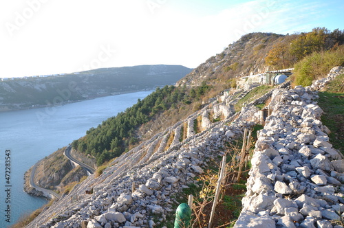 Bakar city, Croatia 22.11.2021. STEEP DRY STONE TERRACES „TAKALE“ ARE A PROTECTED HERITAGE OF THE REGION.These stone walls were built in the 18th century,during the reign of Mary Theresa.vines “Belina photo