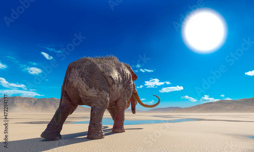 mammoth is walking away in the desert after rain © DM7