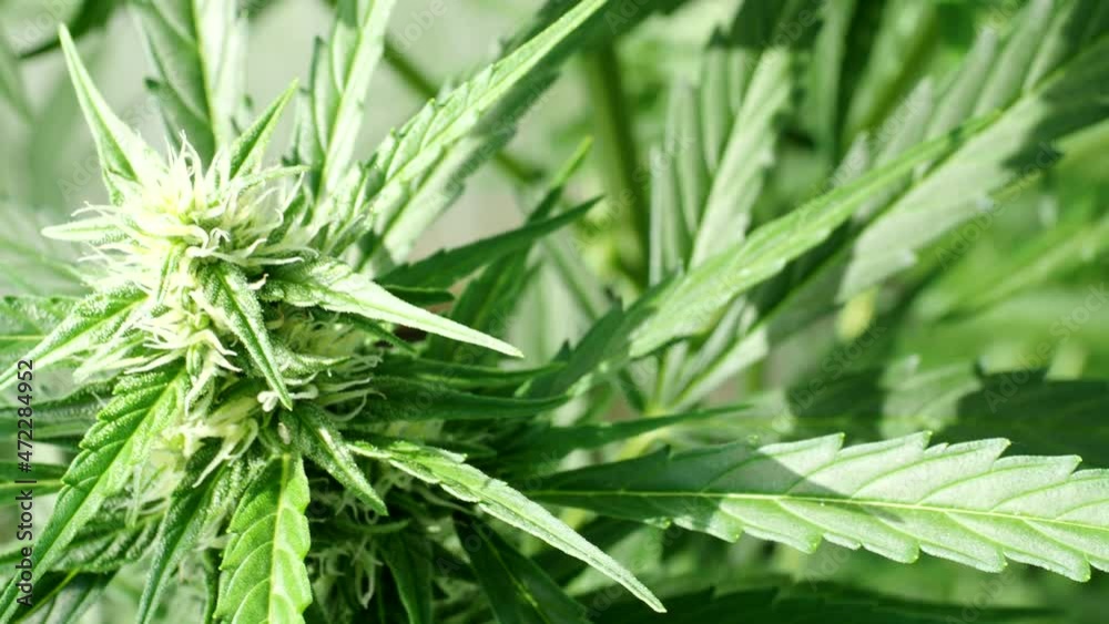 Ripe cannabis plant - hemp - in 4K VIDEO. Blooming female marijuana flower and leaves growing in homemade garden. Shallow depth of field and blurred background. Illuminated by sunlight. Close-up. Ripe cannabis plant - hemp - in 4K VIDEO. Blooming female marijuana flower and leaves growing in homemade garden. Shallow depth of field and blurred background. Illuminated by sunlight. Close-up.