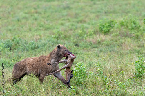 A hungry hyena brings away a dead newborn baby calf of a wildebeest, Ngorongoro Concervation Area, Tanzania, Africa.