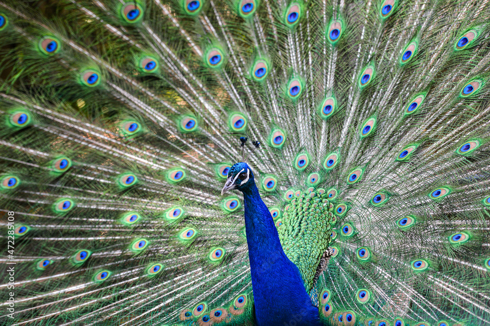 Obraz premium peacock with feathers out