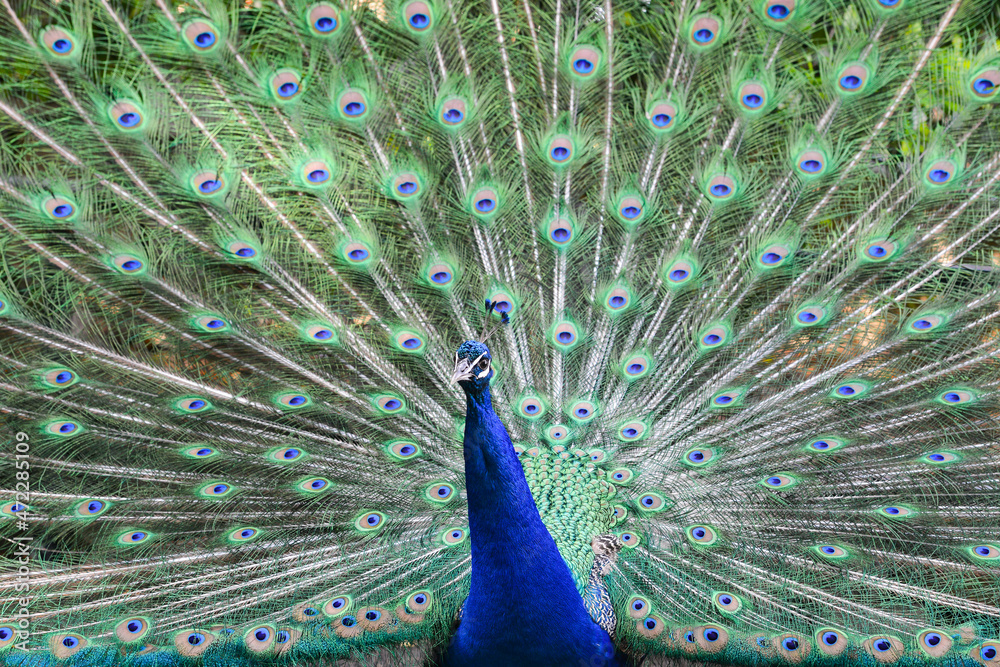 Obraz premium peacock with feathers out