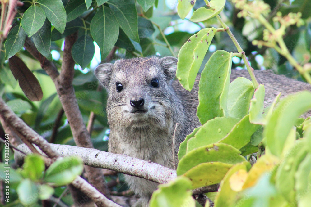 Hyrax Hyrax