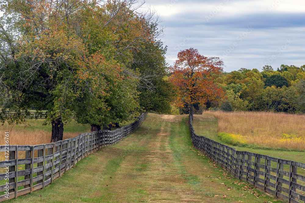 Between two fences on a Virginia farm on a cloudy Autumn day.