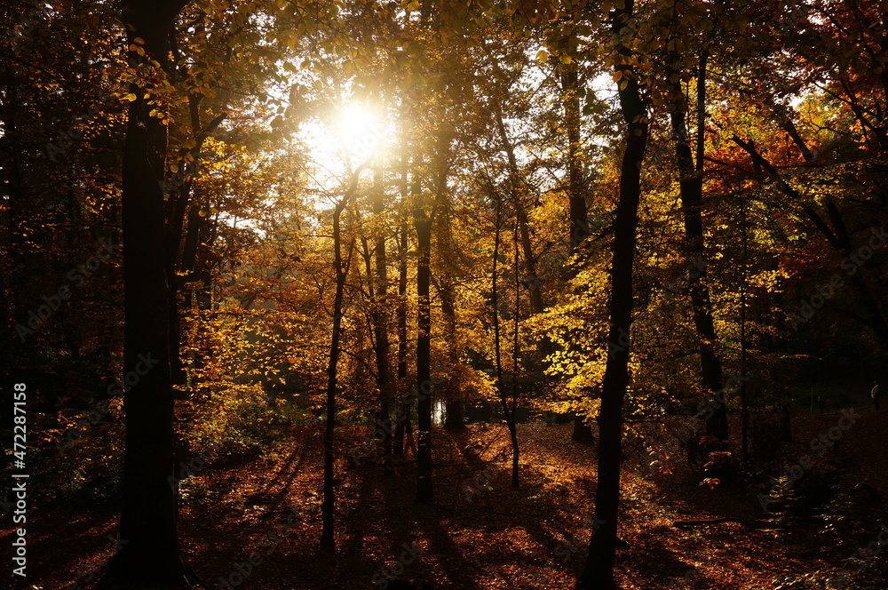 Obraz premium Autumn Afternoon