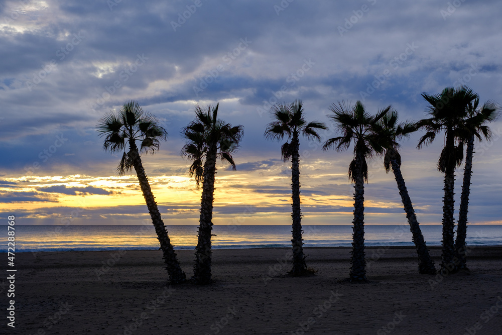 Calm Beach with six palms in sunset coastline