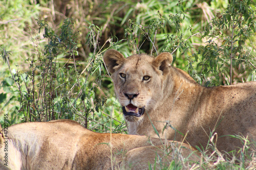 Lioness © Elizabeth