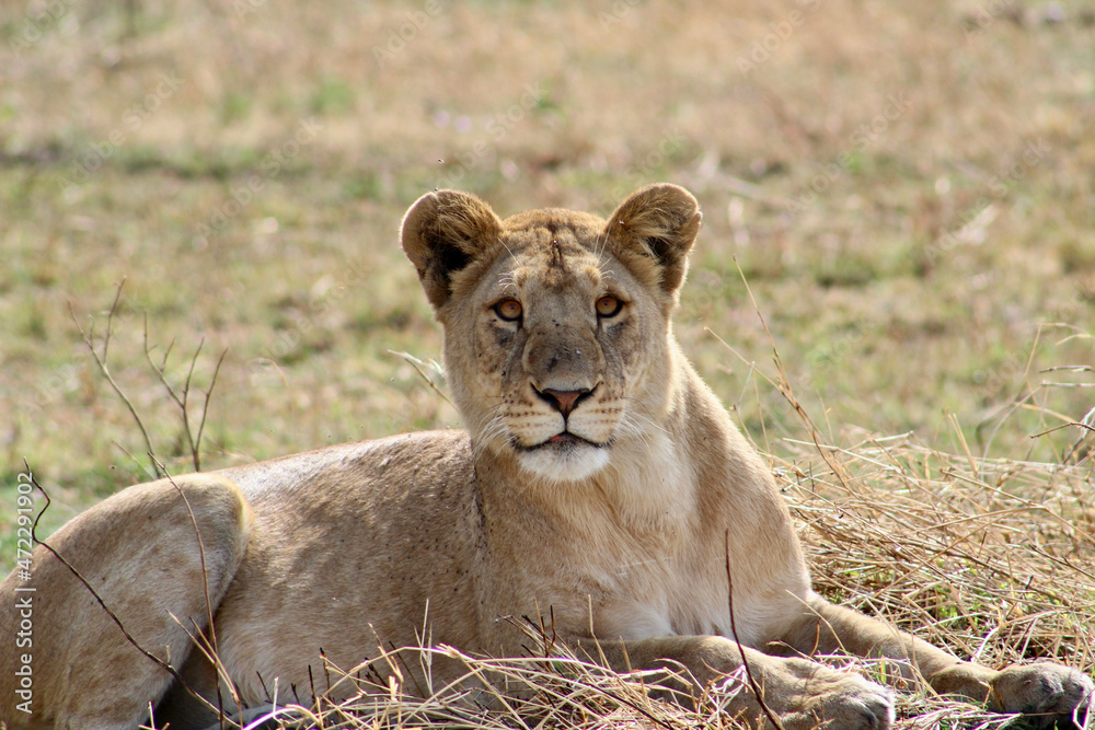 Obraz premium Lion