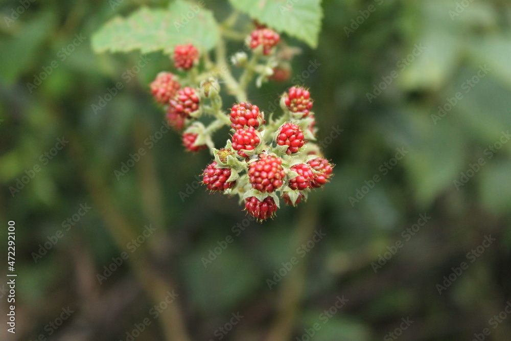 Small wild berries close up with blur background. Small wild berries close up with blur background.