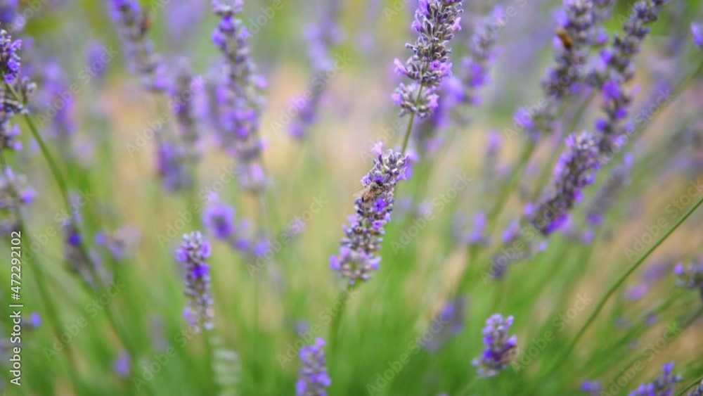 honey bees taking nectar from lavender flower honey bees taking nectar from lavender flower